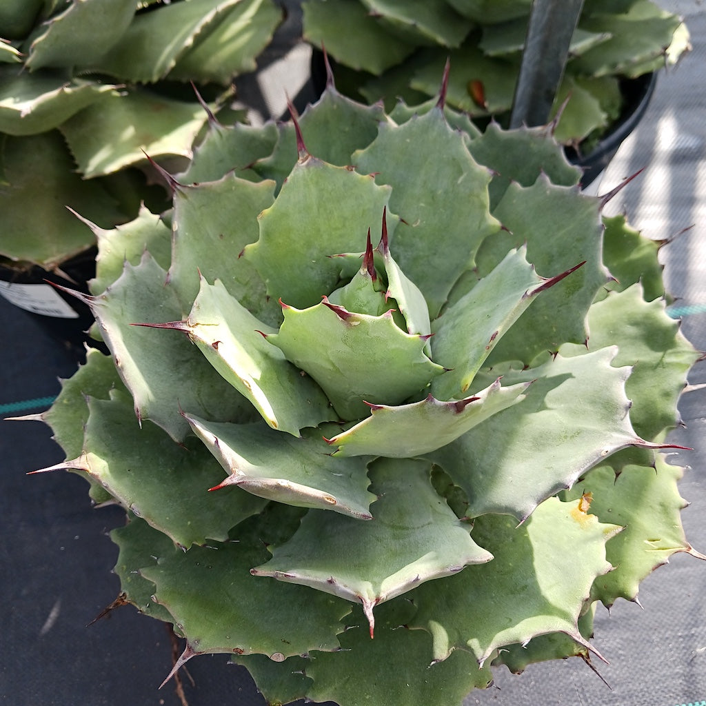 Agave isthmensis