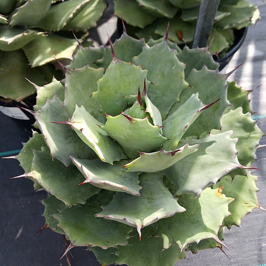 Agave isthmensis