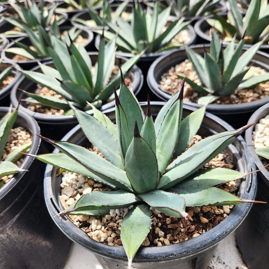 Agave 