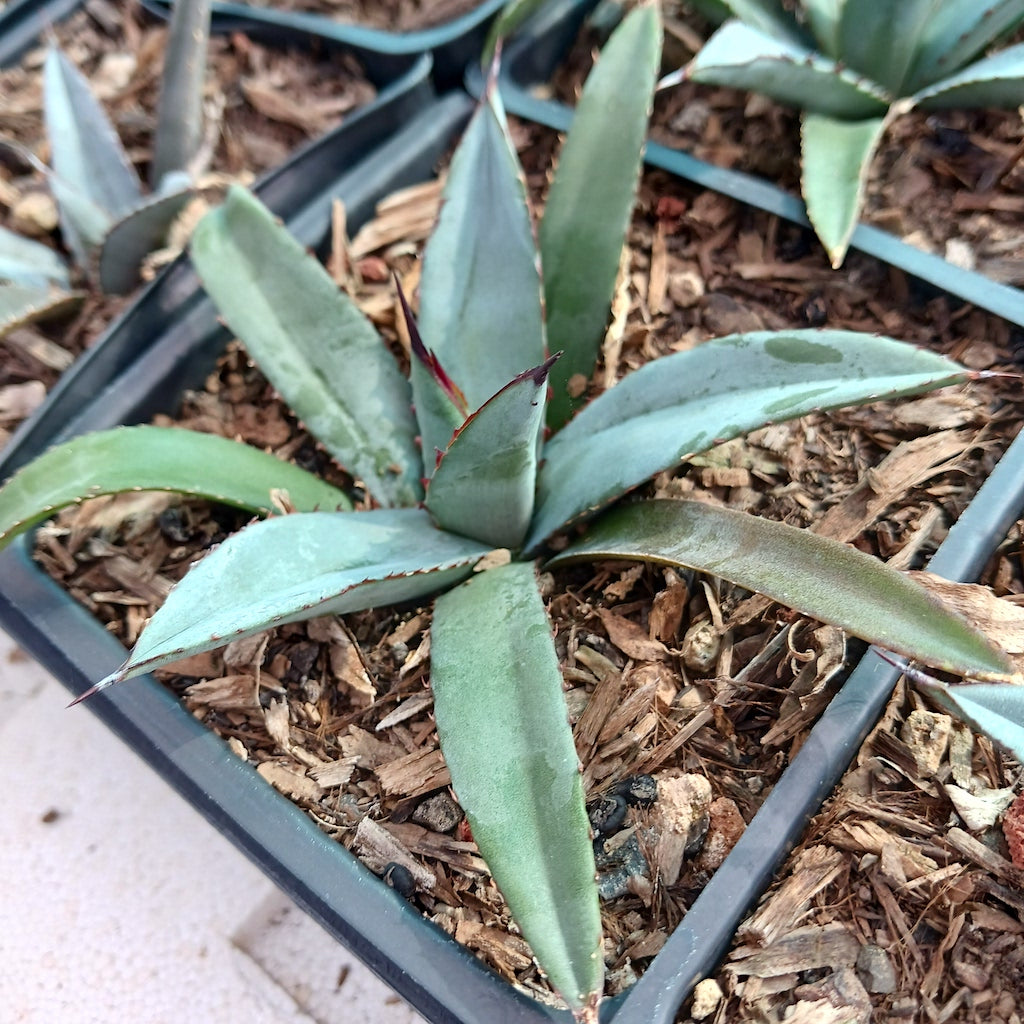 Agave "Little Shark"