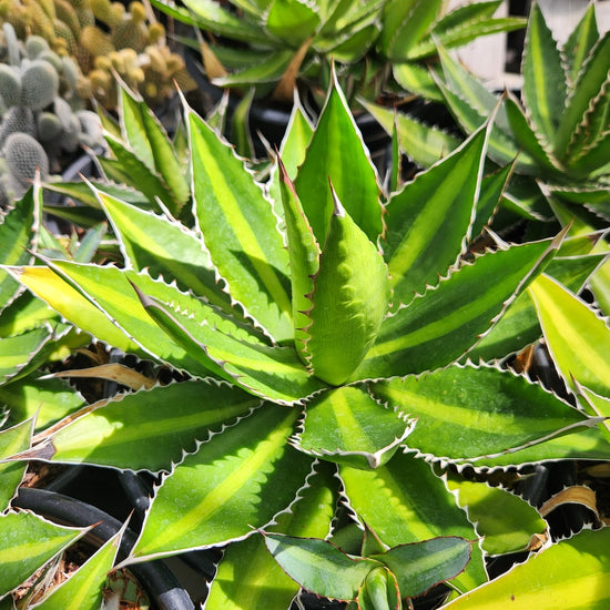 Agave lopantha