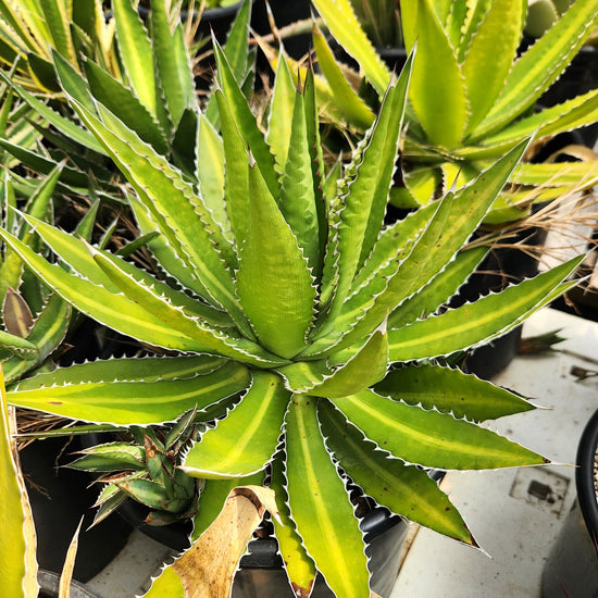 Agave lopantha