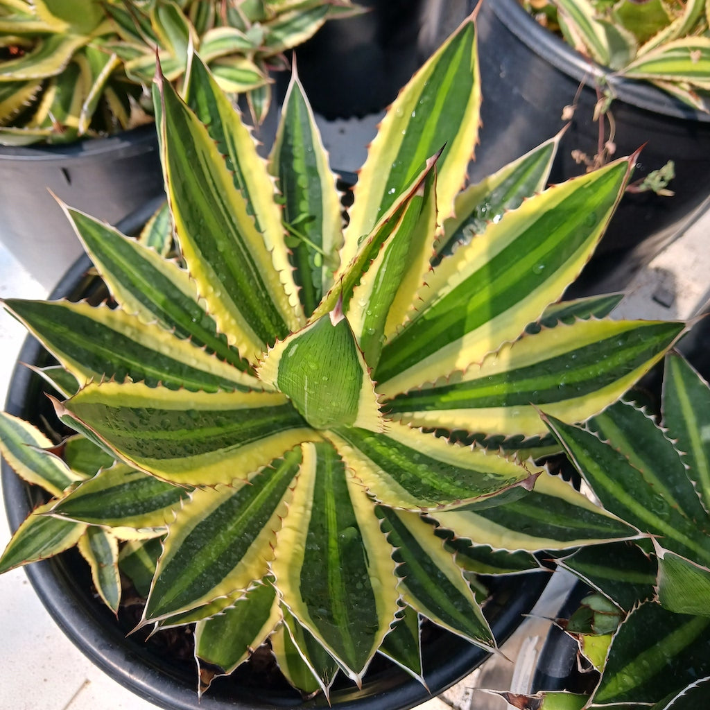 Agave lophantha "Quadricolor" - 5ga