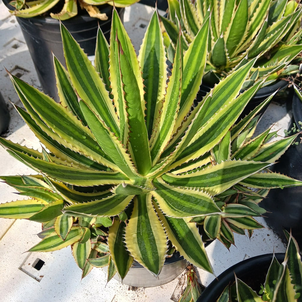 Agave lophantha "Quadricolor" - 5ga