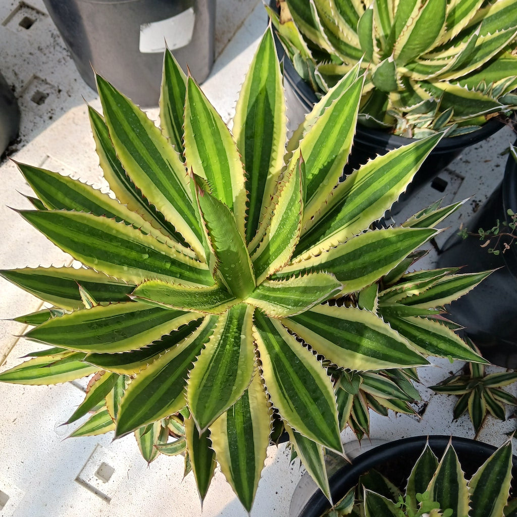 Agave lophantha "Quadricolor" - 5ga