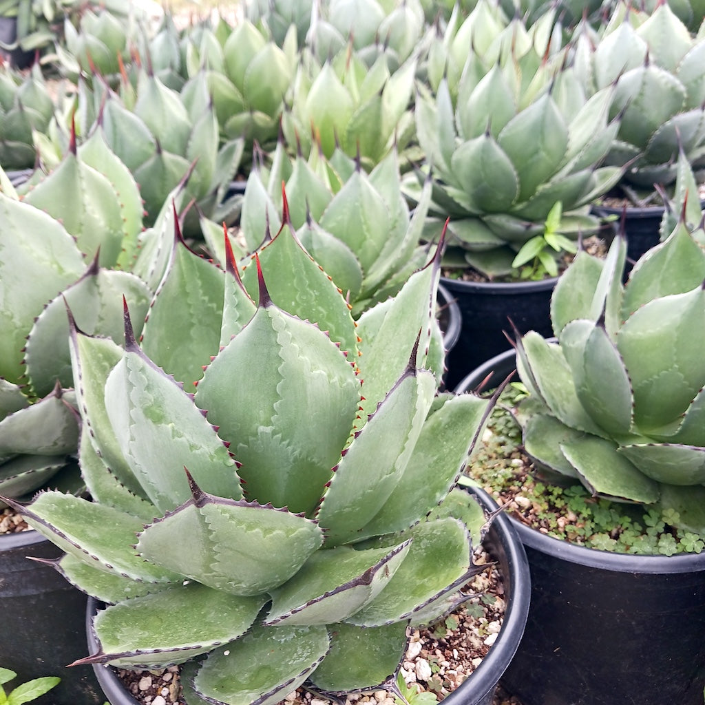 Agave magnifica