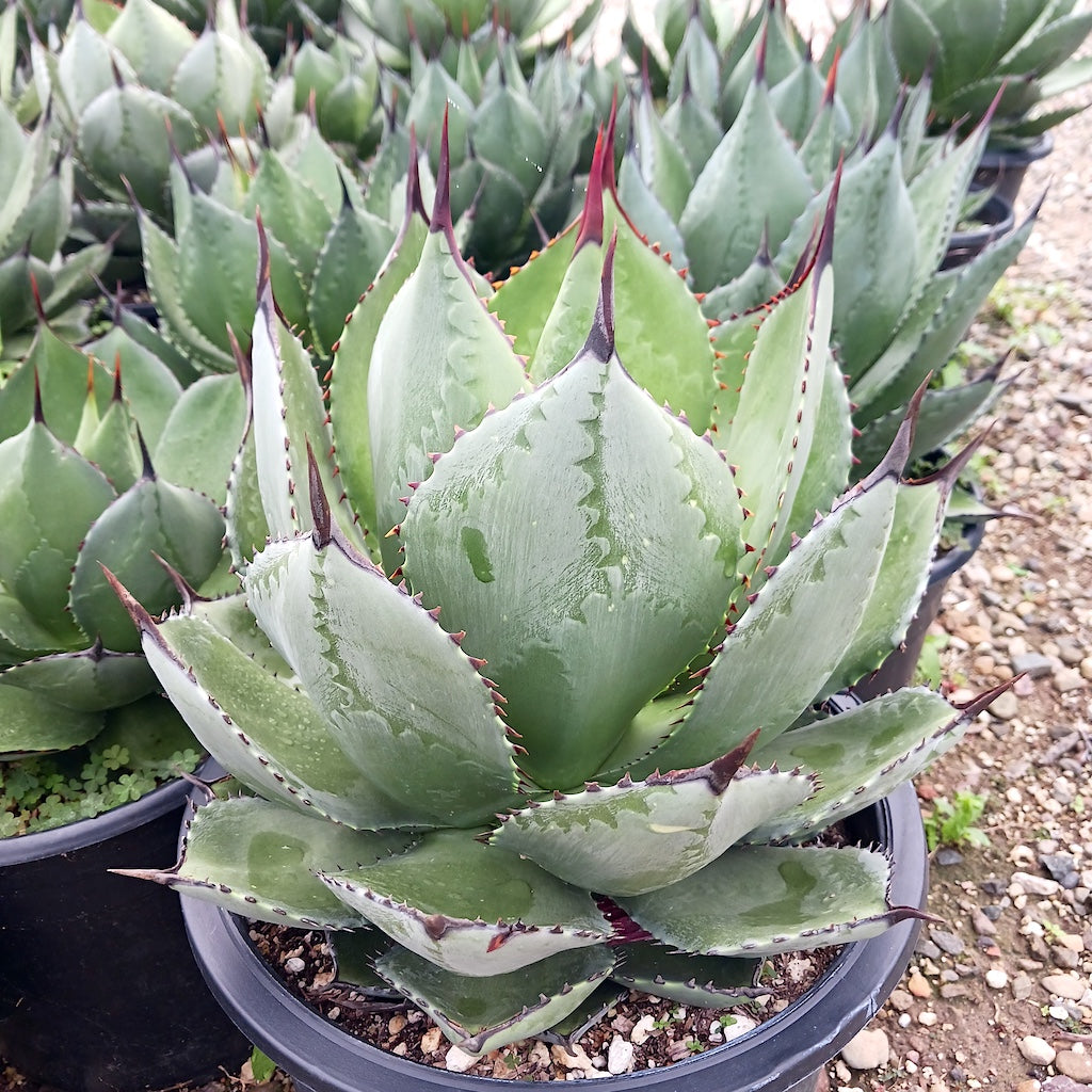 Agave magnifica