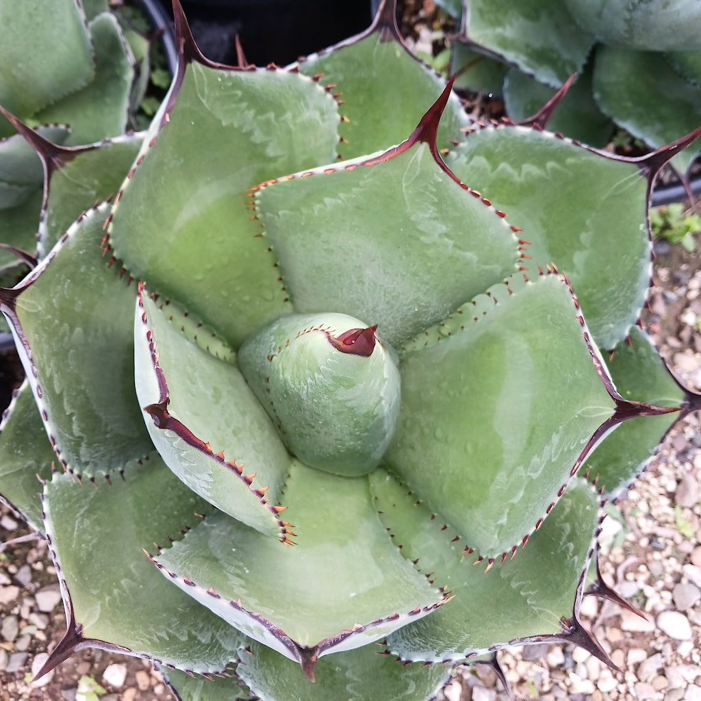 Agave magnifica