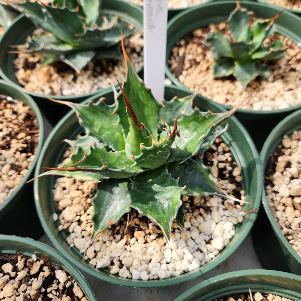 Agave montana