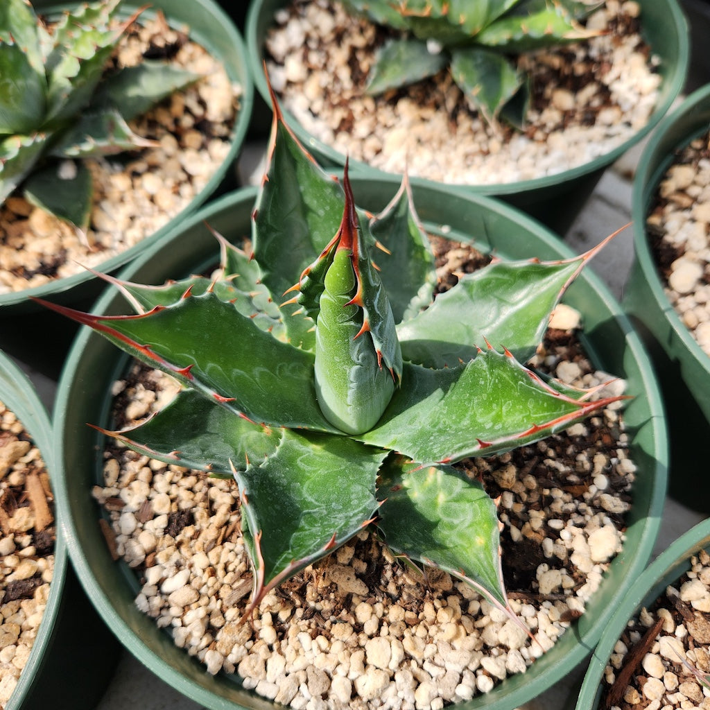Agave montana