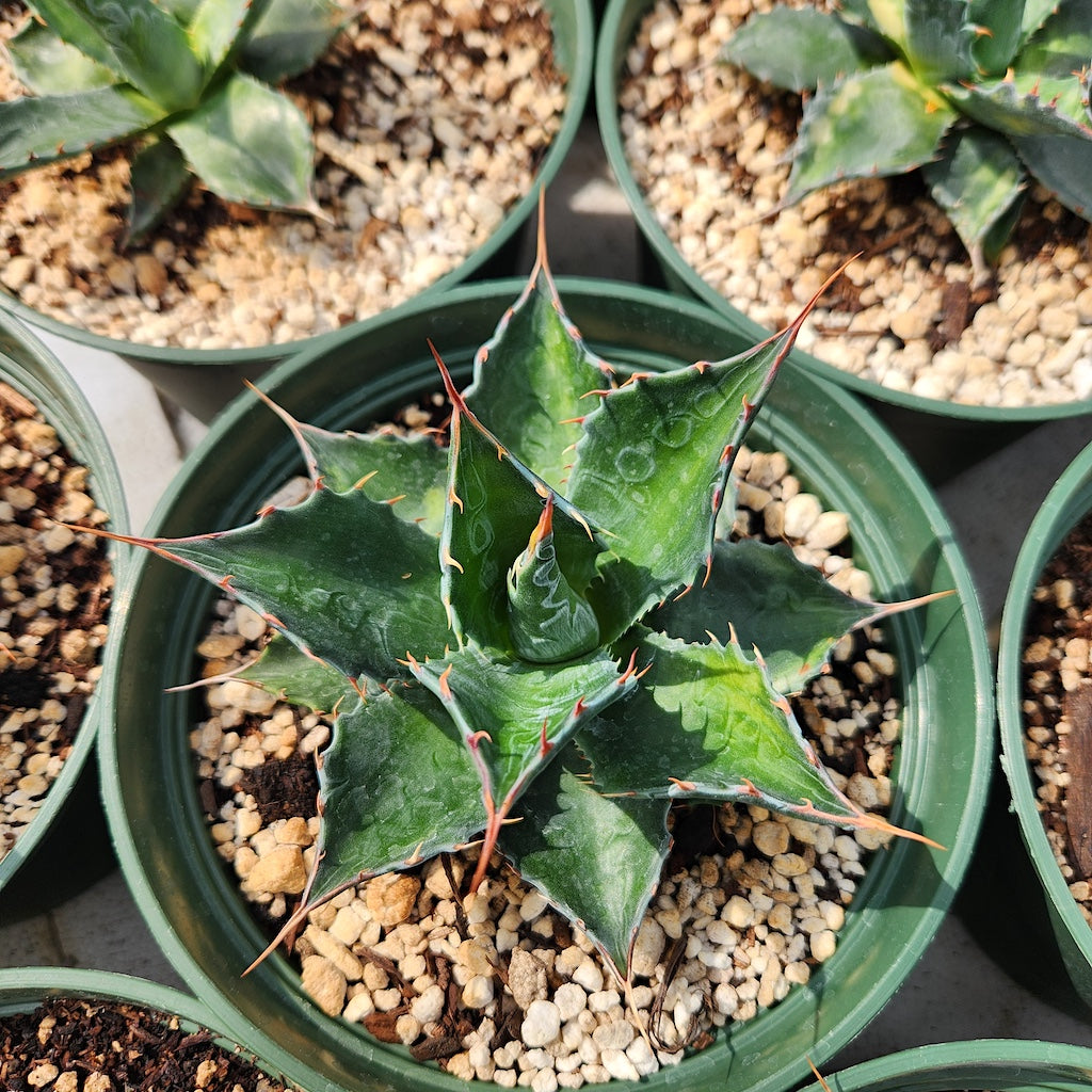 Agave montana
