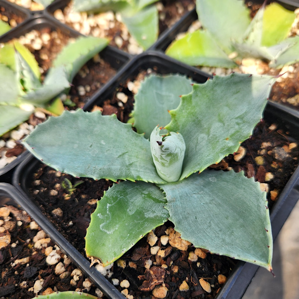 Agave "Mr Ripple"