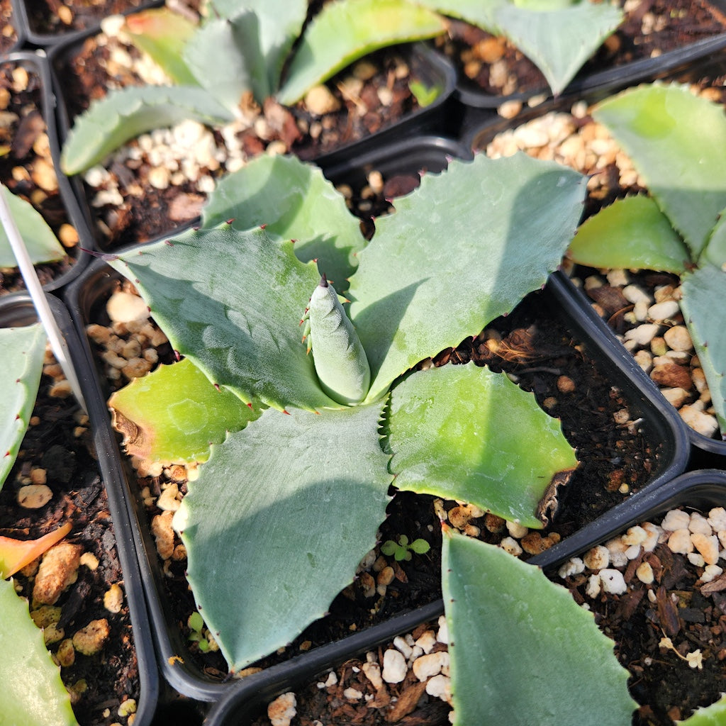Agave "Mr Ripple"