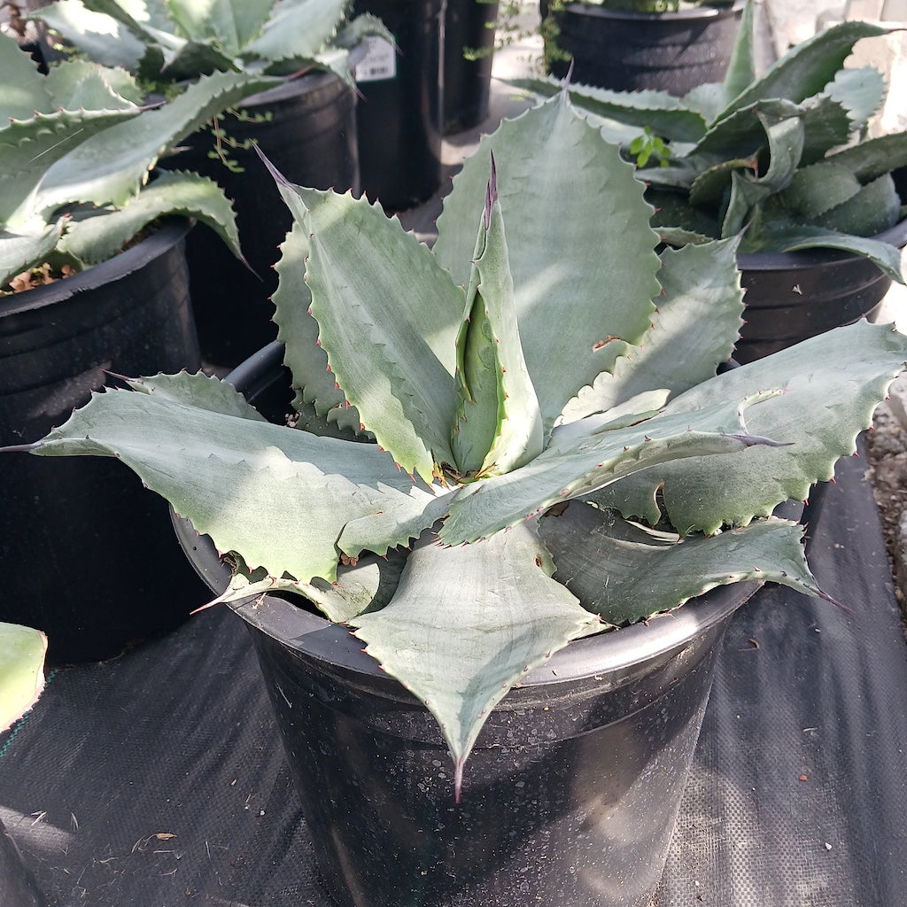 Agave "Mr. Ripple"