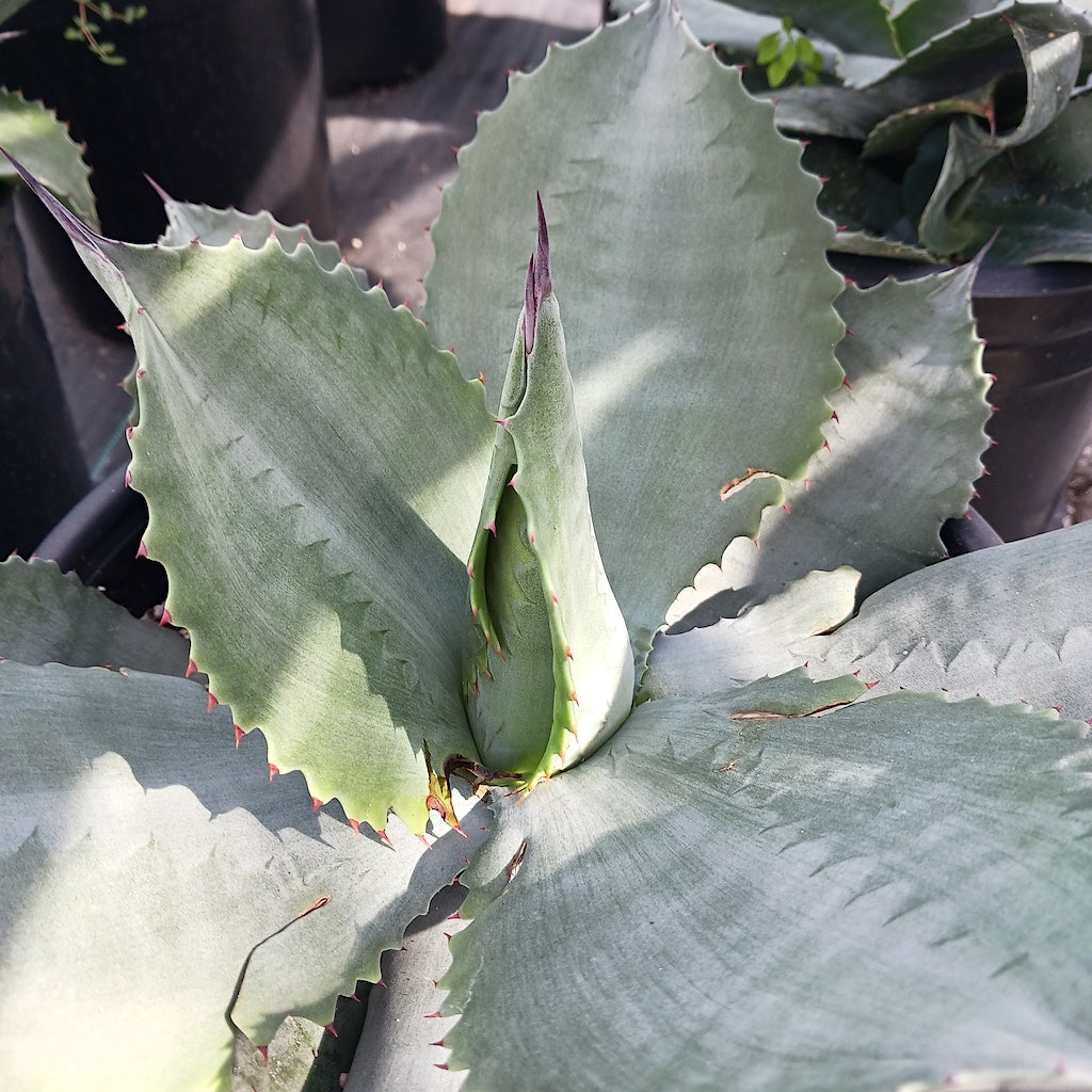 Agave "Mr. Ripple"