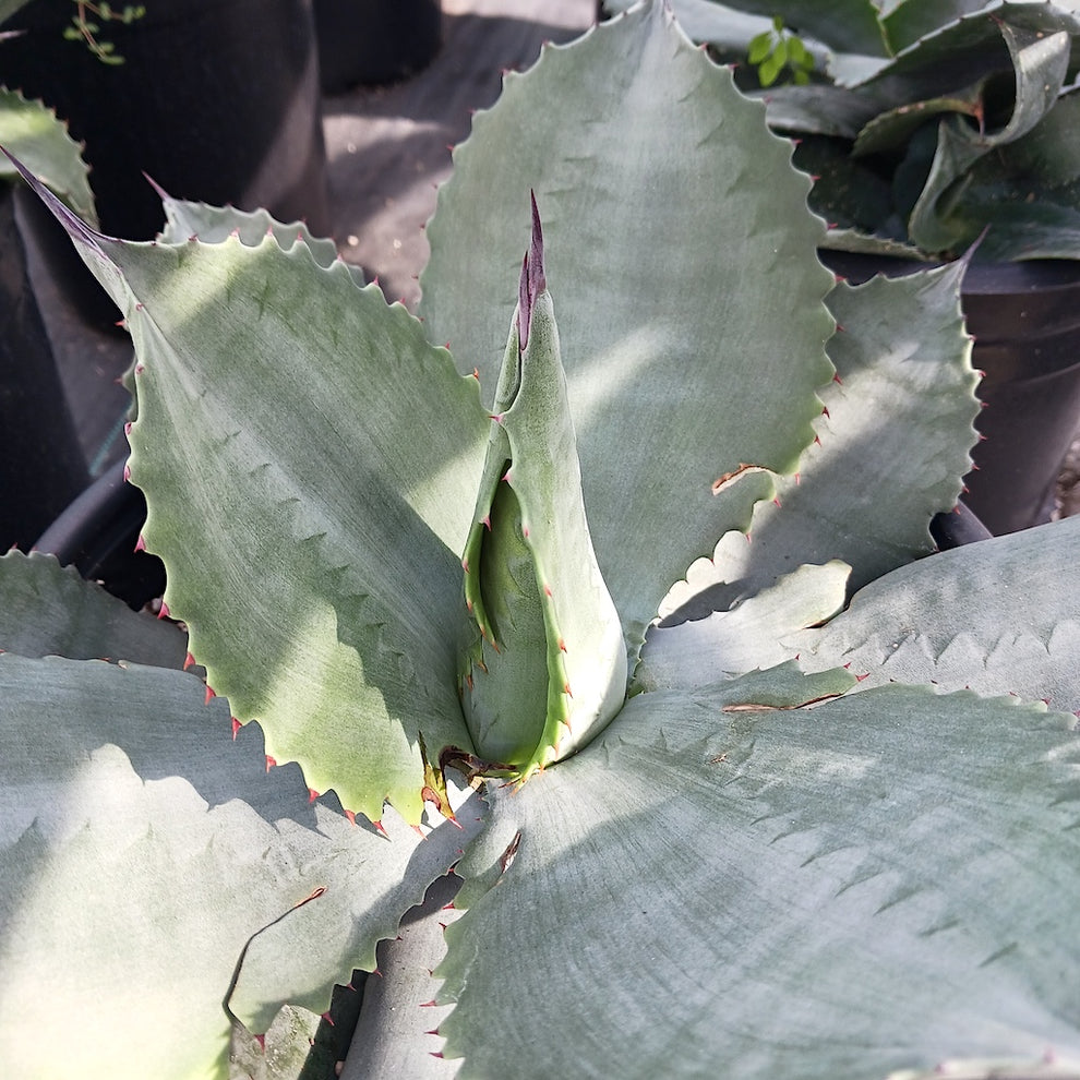 Agave 