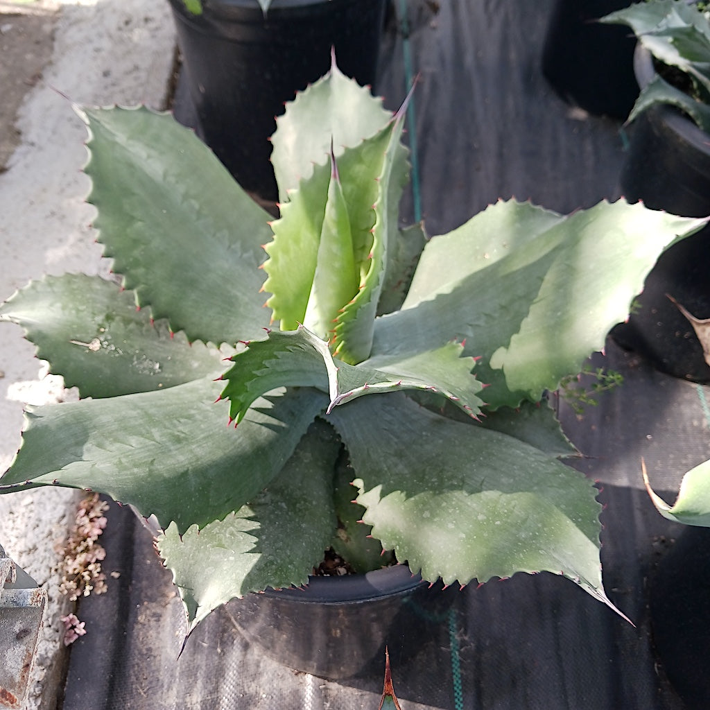 Agave "Mr. Ripple"
