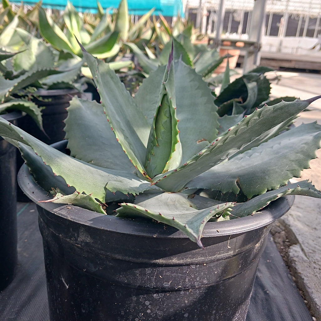 Agave "Mr. Ripple"