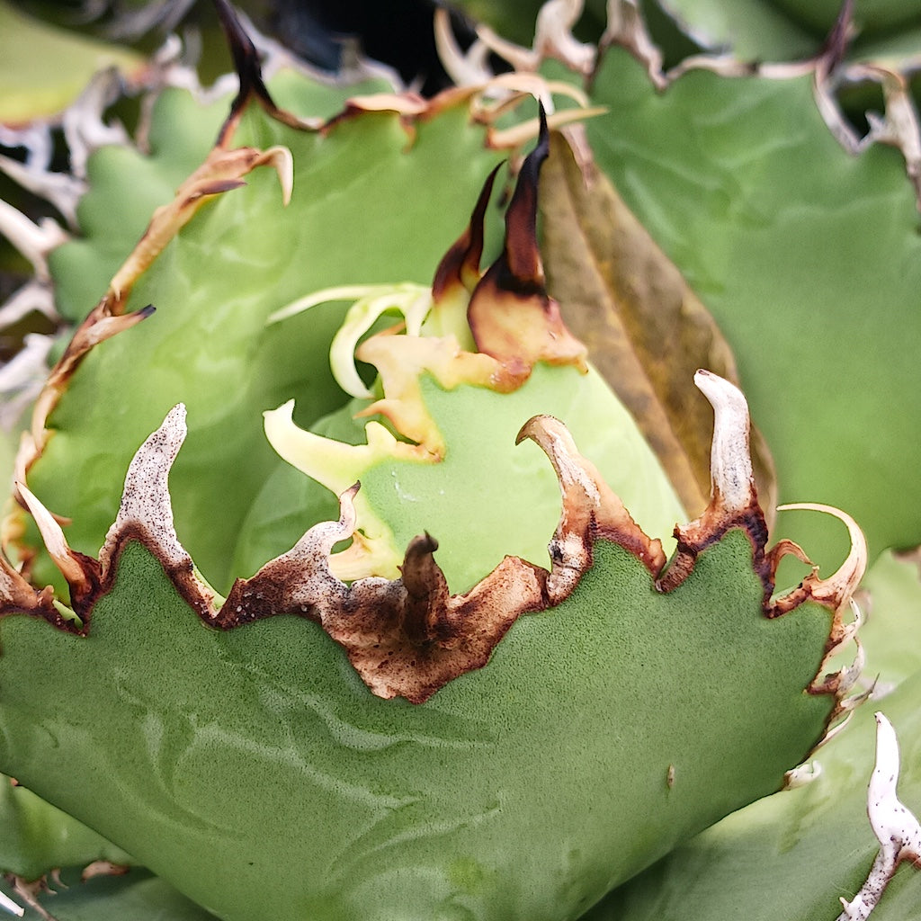 Agave oteroi 