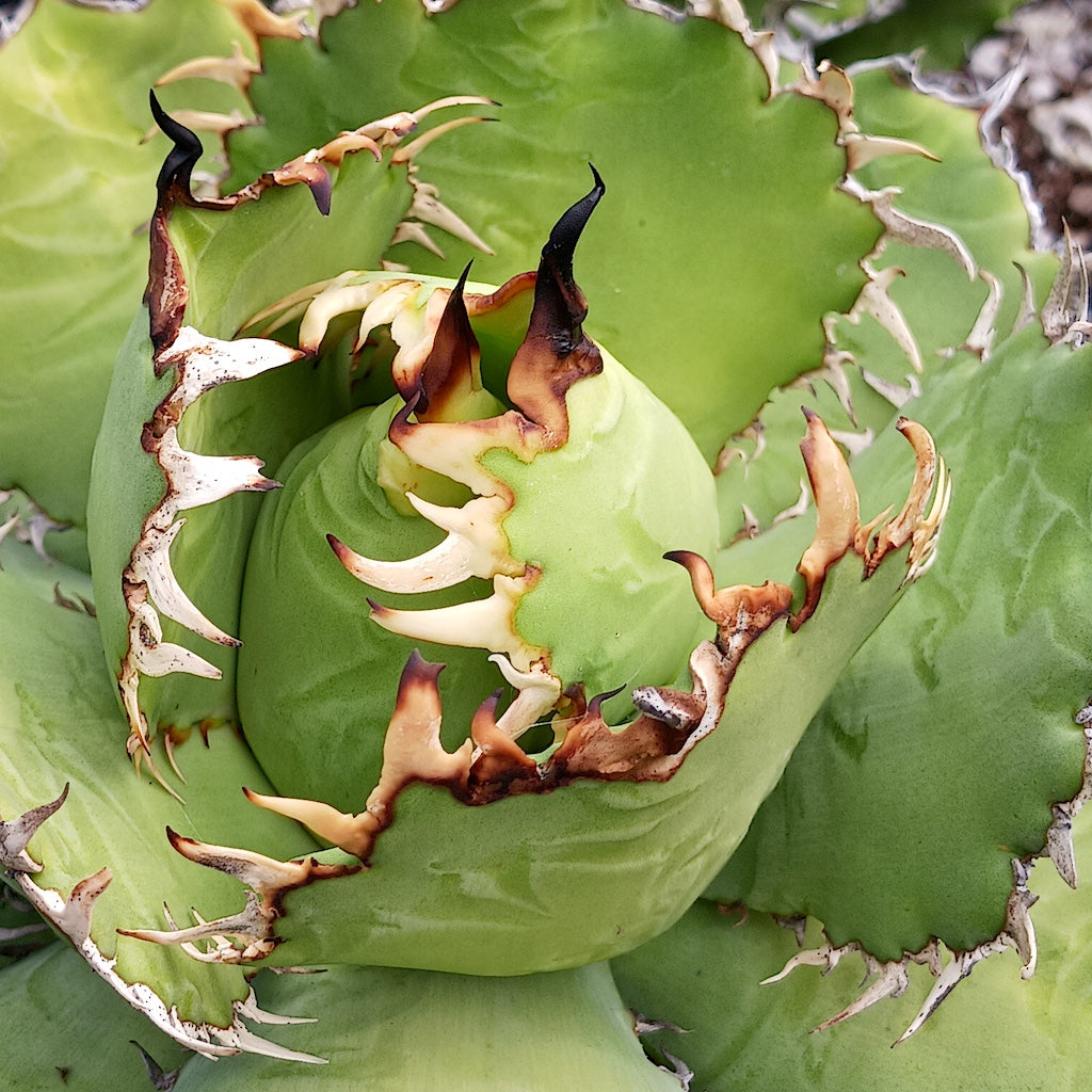 Agave oteroi "Filigree"