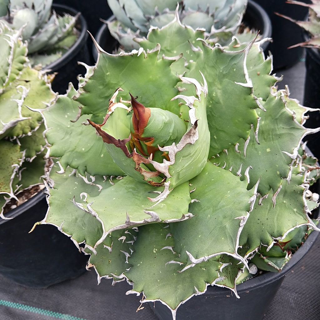 Agave oteroi "Solar Eclipse"