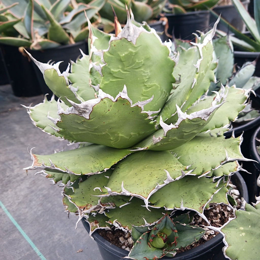 Agave ‘Eborispina×Oteroi’ Agave oteroi 'Oaxaca' – Happy Valley Plants