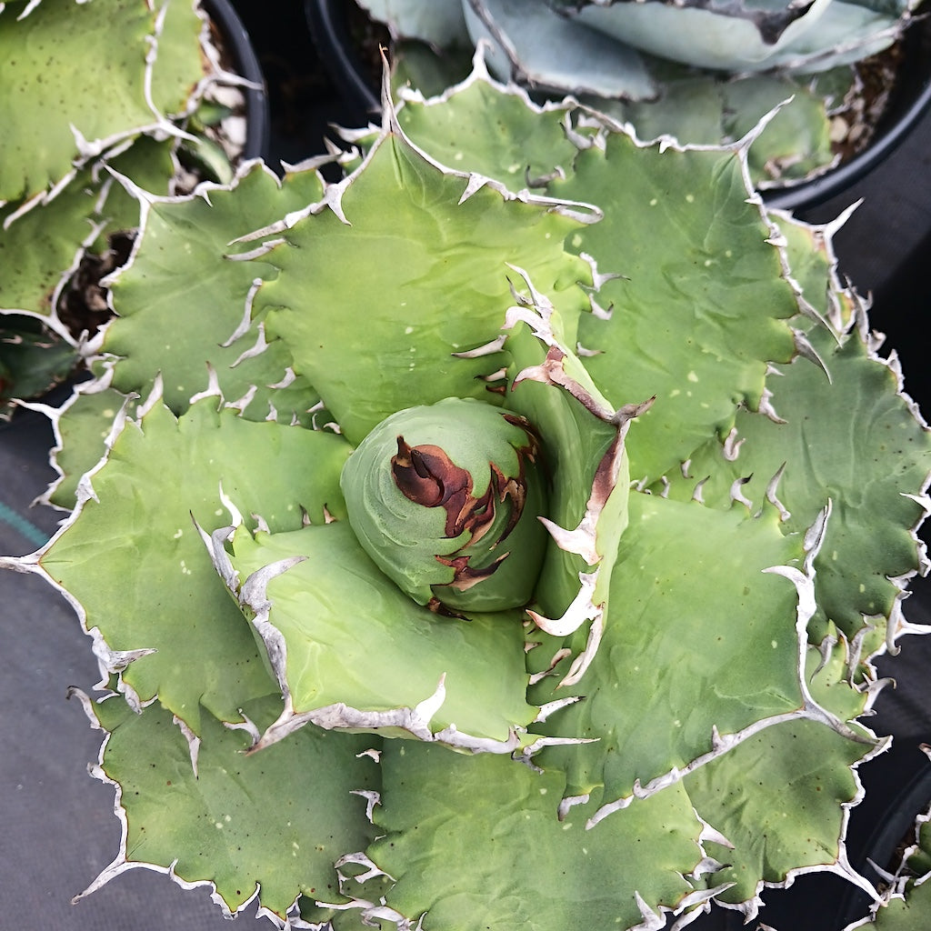 Agave oteroi "Solar Eclipse"
