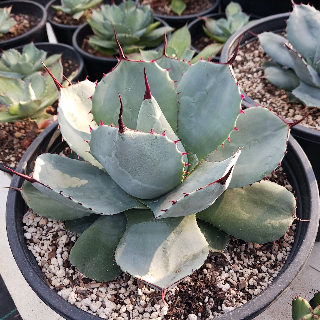 Agave parryi var truncata