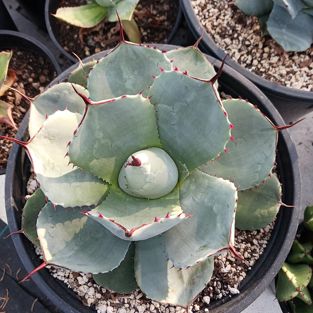 Agave parryi var truncata
