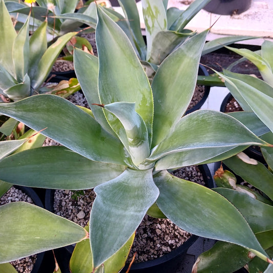 agave pedunculifera