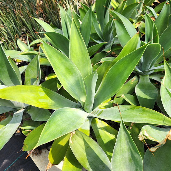 Agave pedunculifera