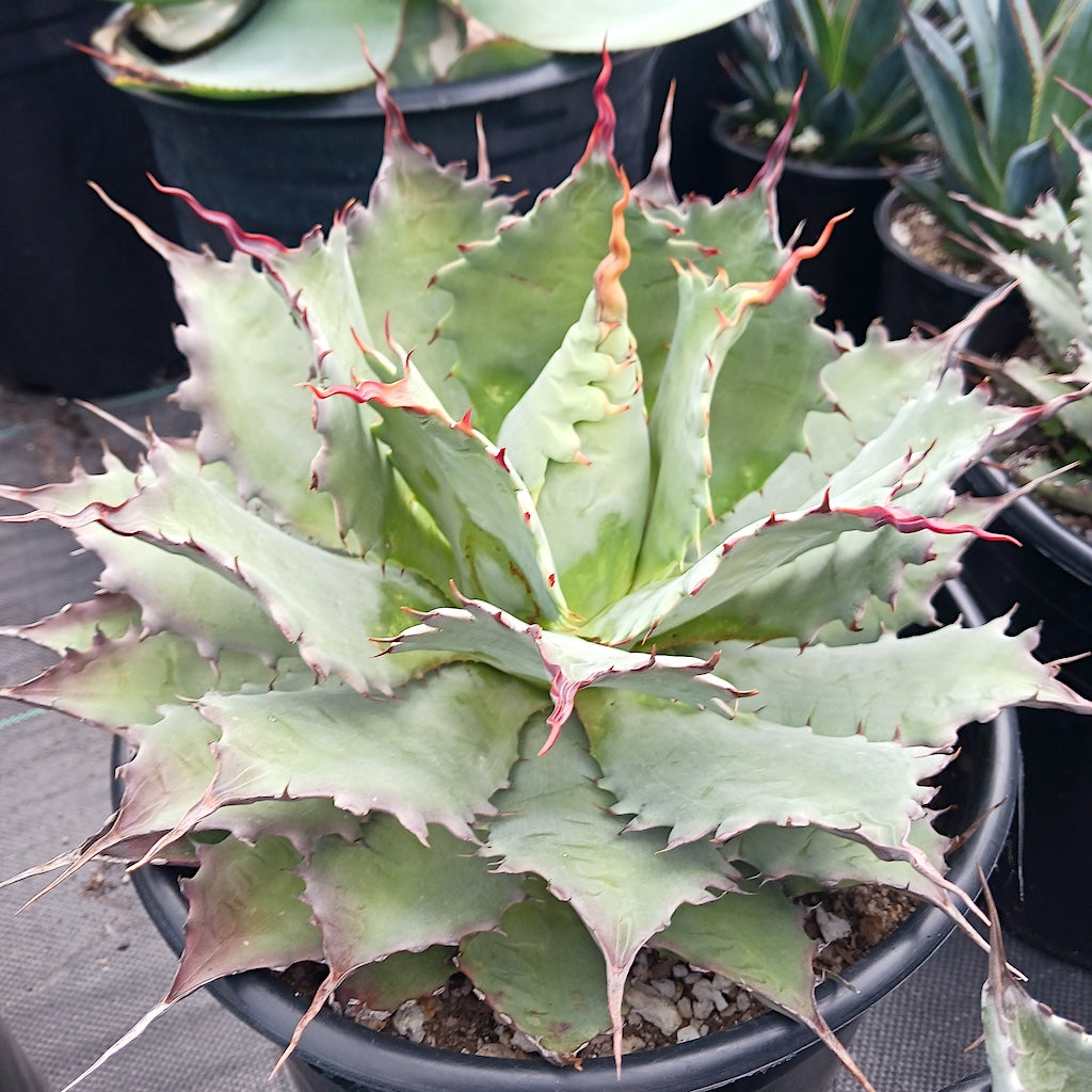 Agave potatorum "Cherry Swizzle"