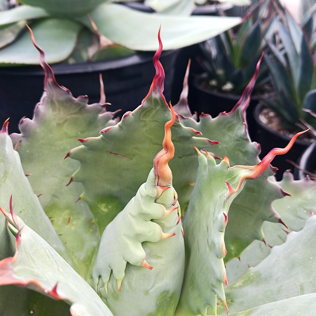 Agave potatorum "Cherry Swizzle"