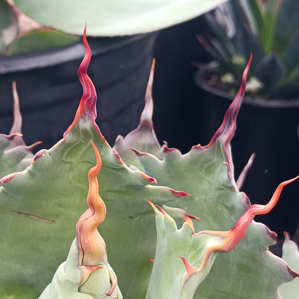 Agave potatorum "Cherry Swizzle"