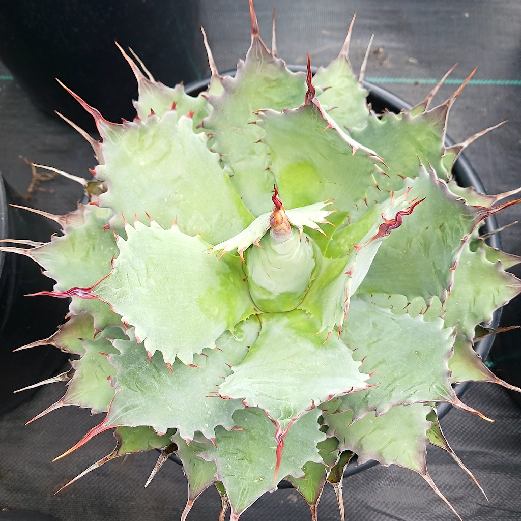 Agave potatorum "Cherry Swizzle"