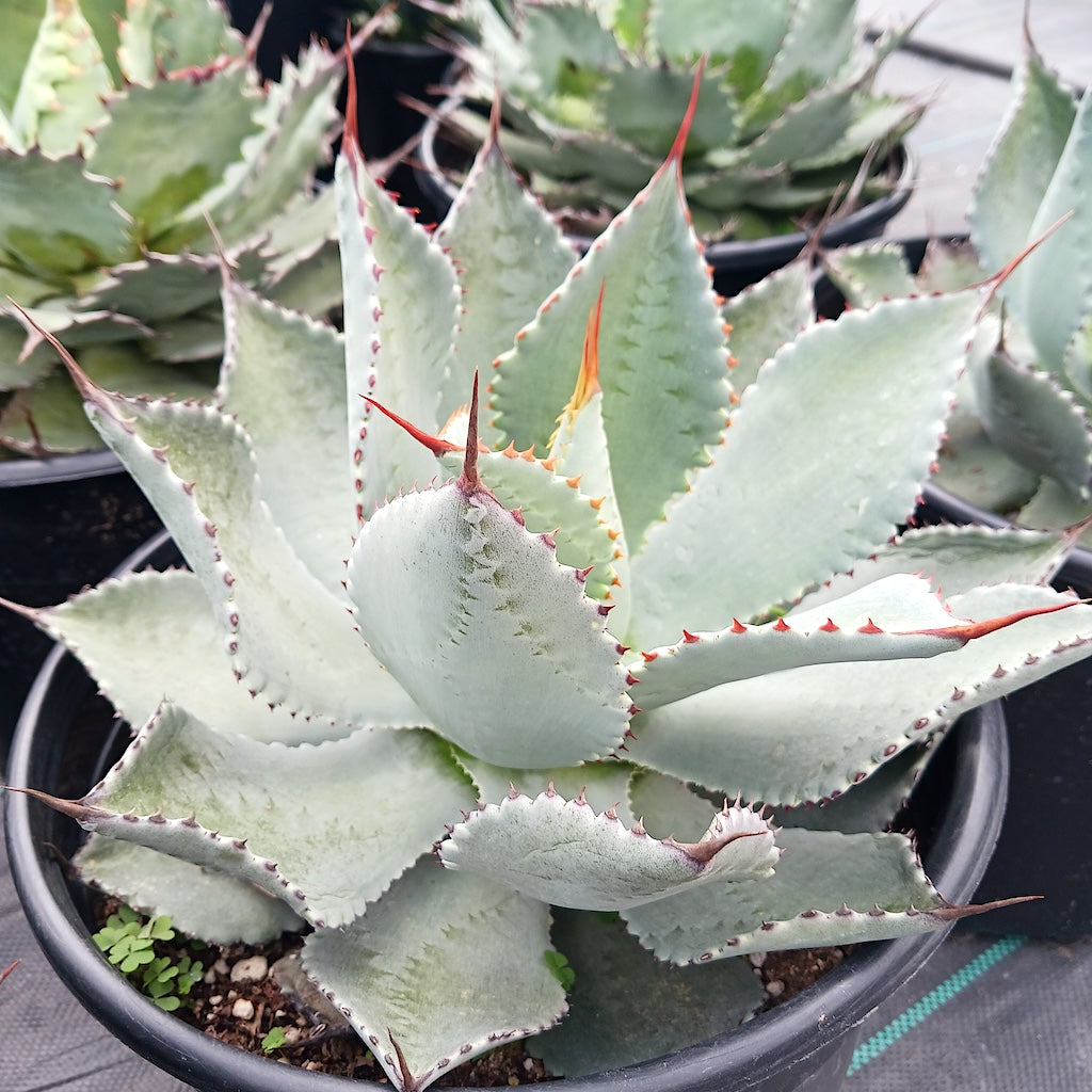 Agave potatorum "El Cameron"