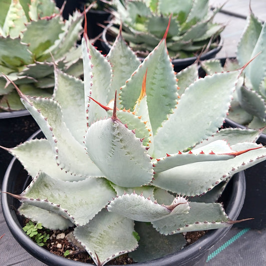 Agave potatorum "El Cameron"