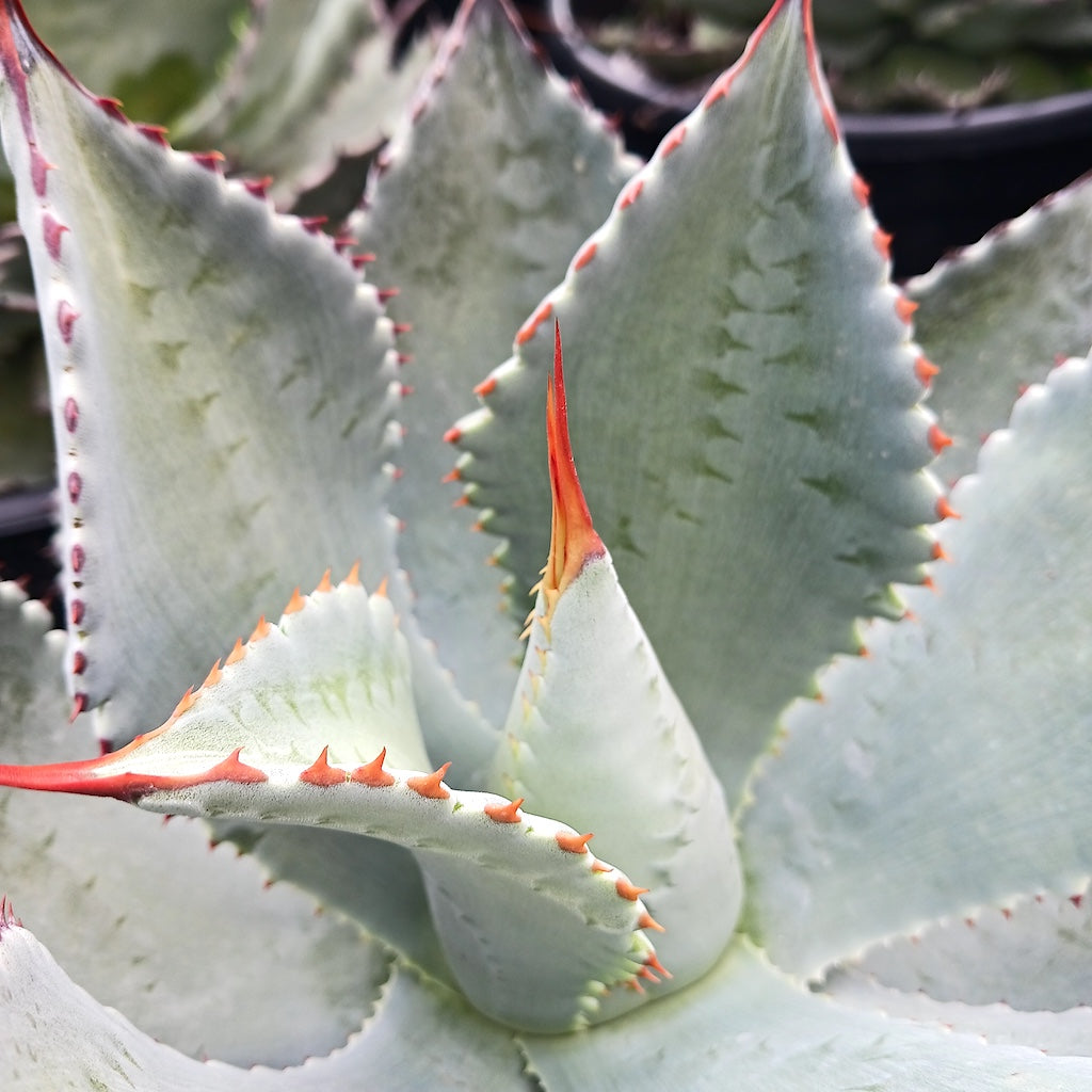 Agave potatorum "El Cameron"