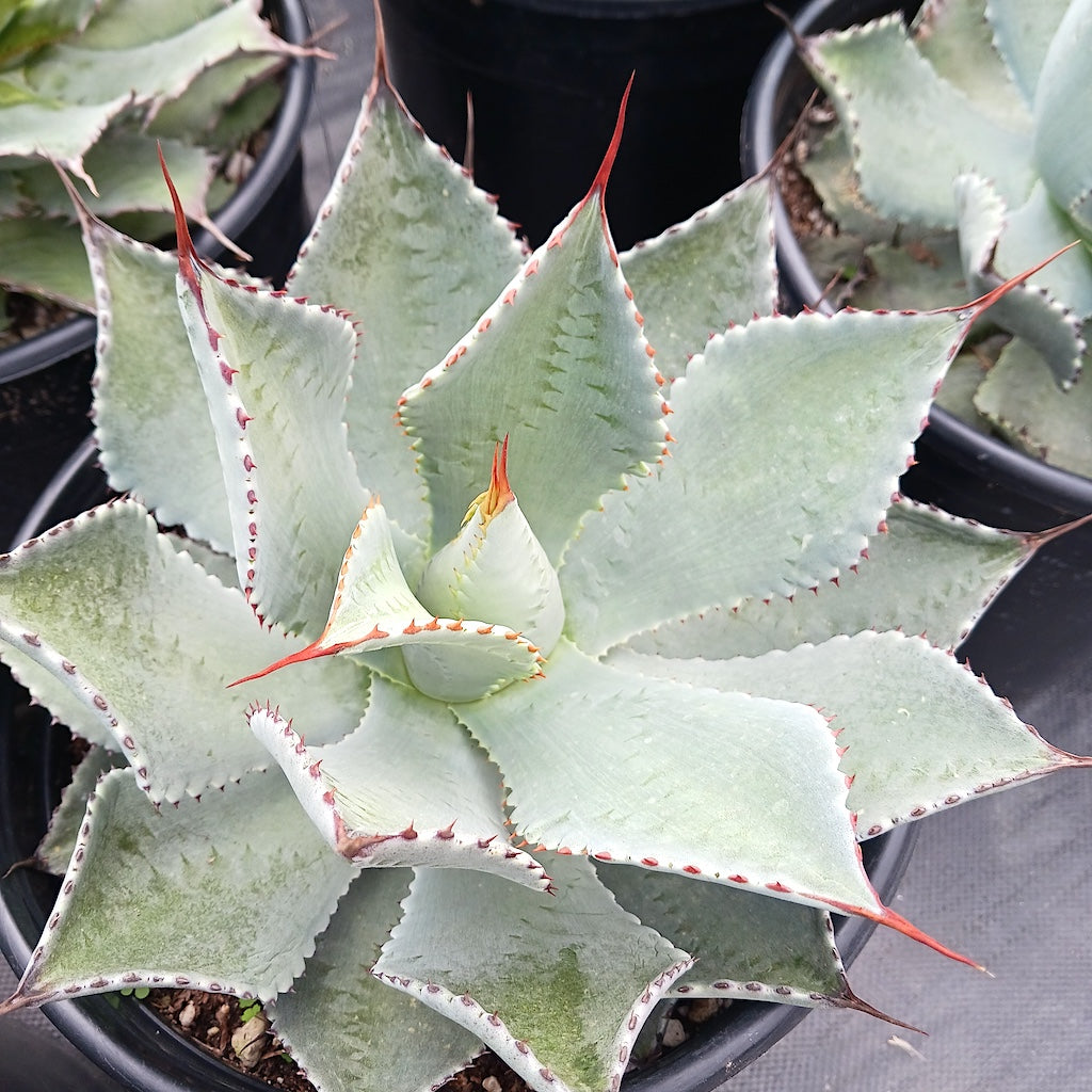 Agave potatorum "El Cameron"