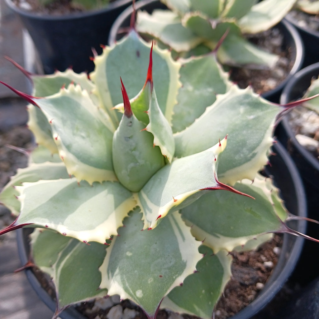Agave potatorum "Eye Scream"