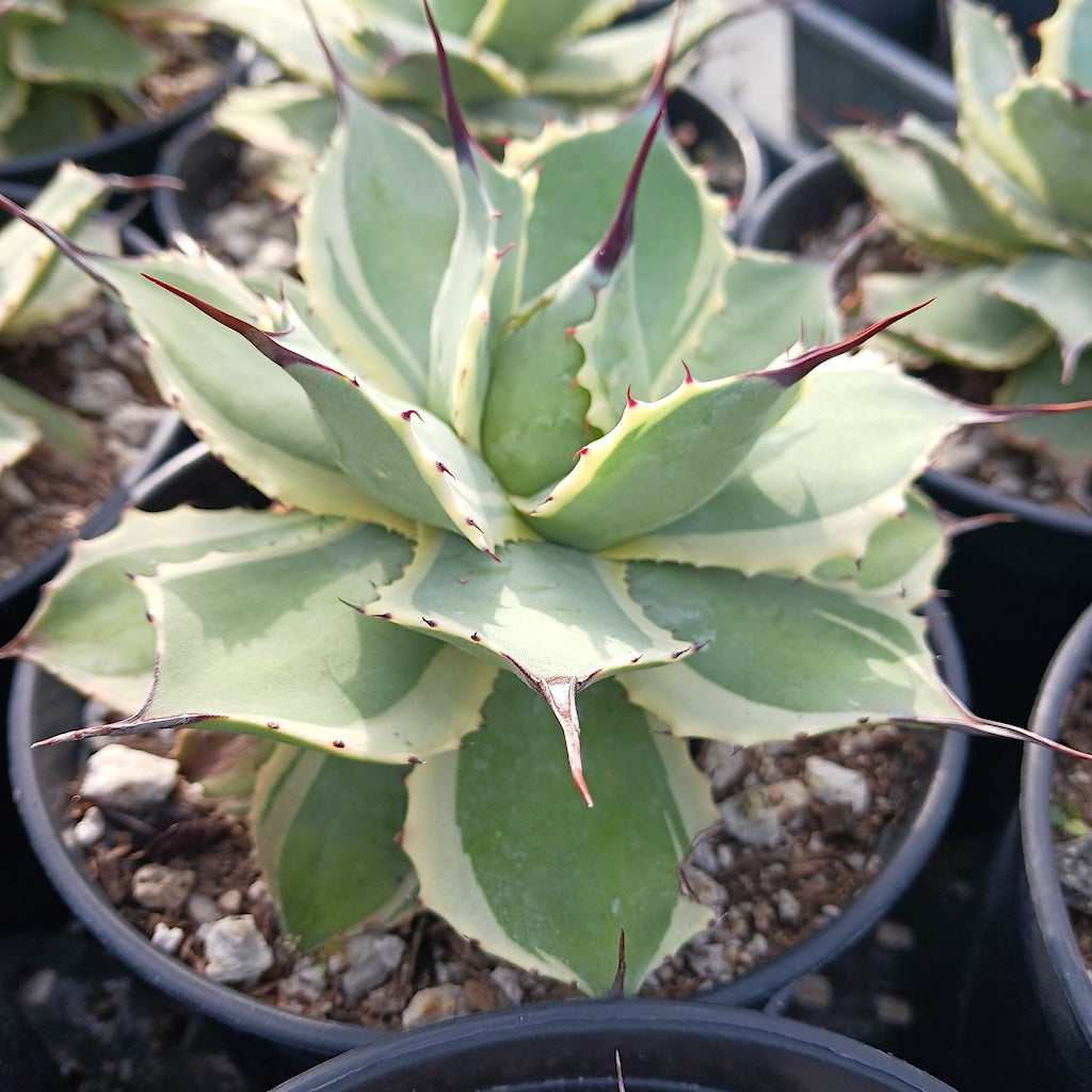Agave potatorum "Eye Scream"