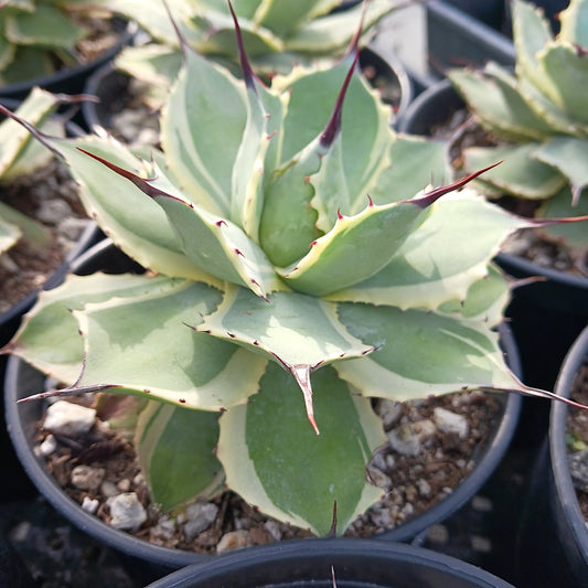 Agave potatorum "Eye Scream"
