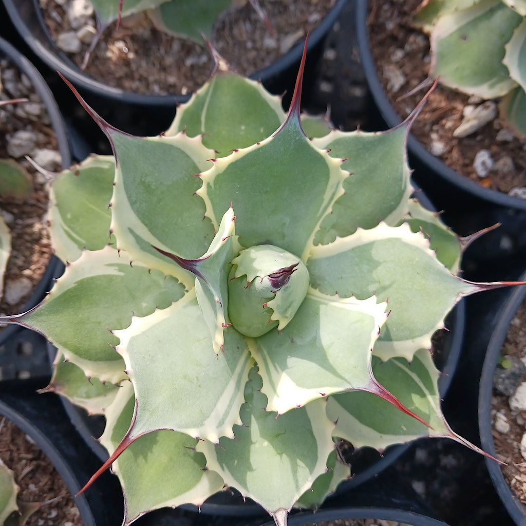 Agave potatorum "Eye Scream"