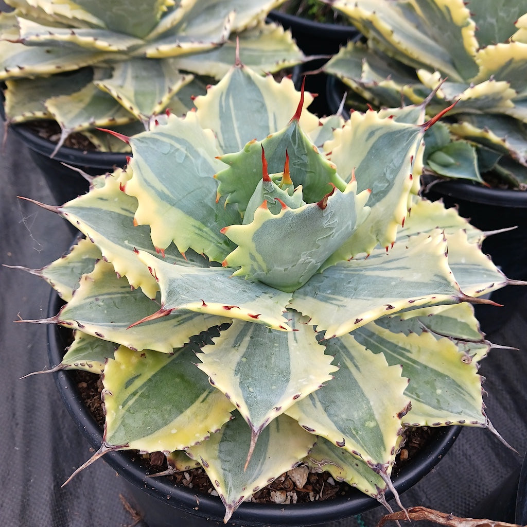 Agave potatorum "Ikari Raijin Nishiki"