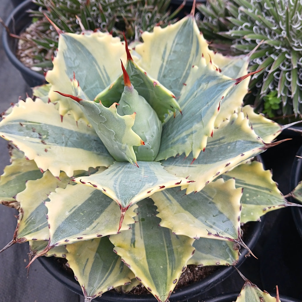 Agave potatorum "Ikari Raijin Nishiki"