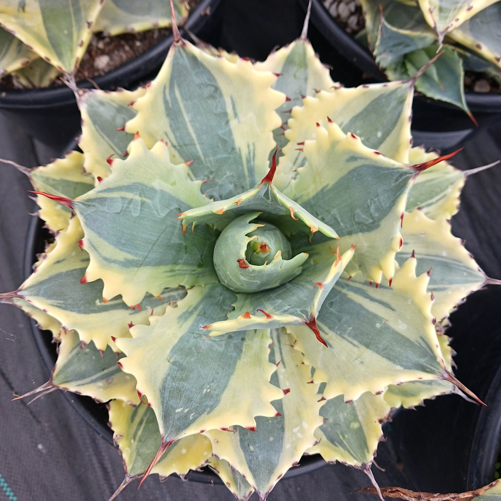 Agave potatorum "Ikari Raijin Nishiki"