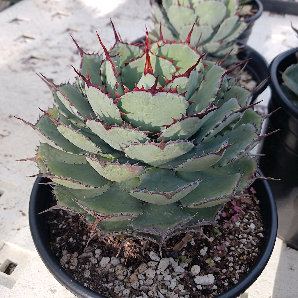 Agave potatorum "Kichiokan"