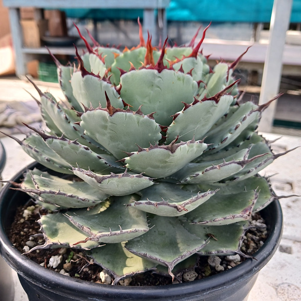 Agave potatorum "Kichiokan"