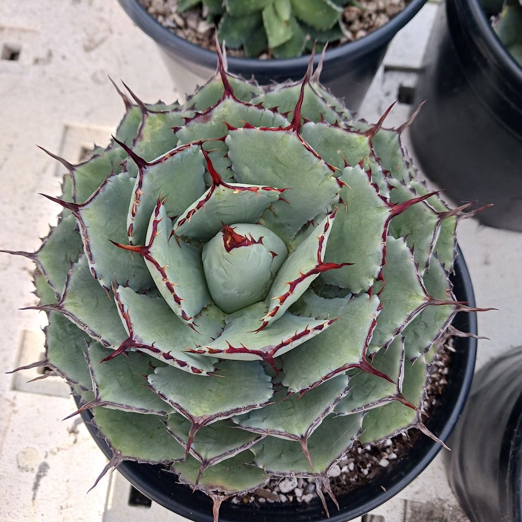 Agave potatorum "Kichiokan"