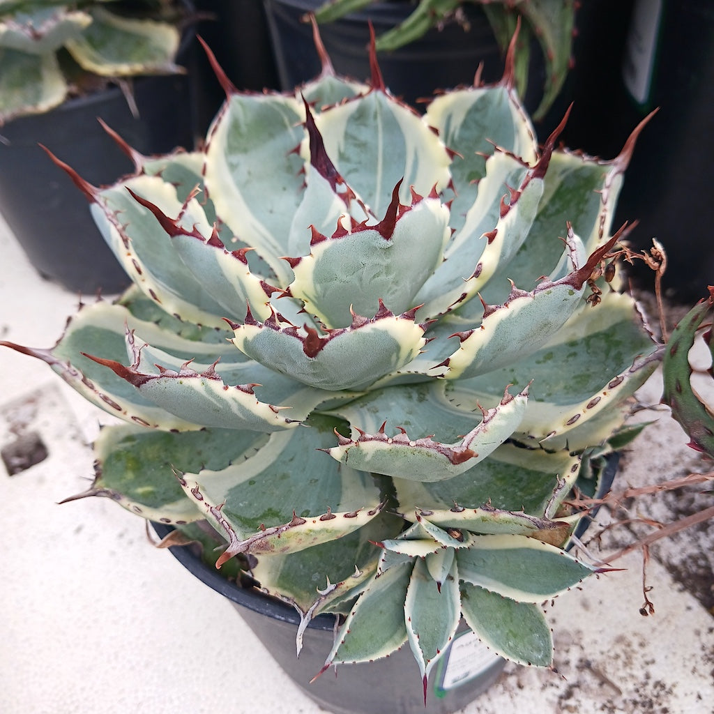 Agave potatorum "Kichiokan Marginata"